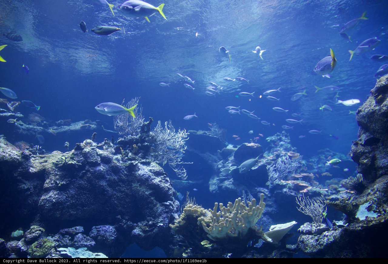 Symphony of Life Underwater at Golden Gate Park