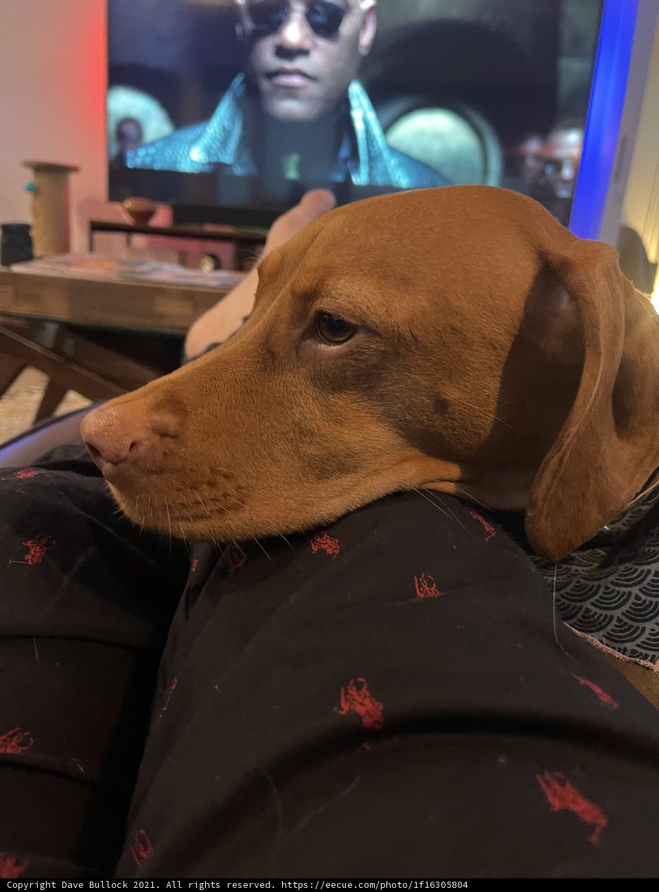 Man's Best Friend Takes a Nap