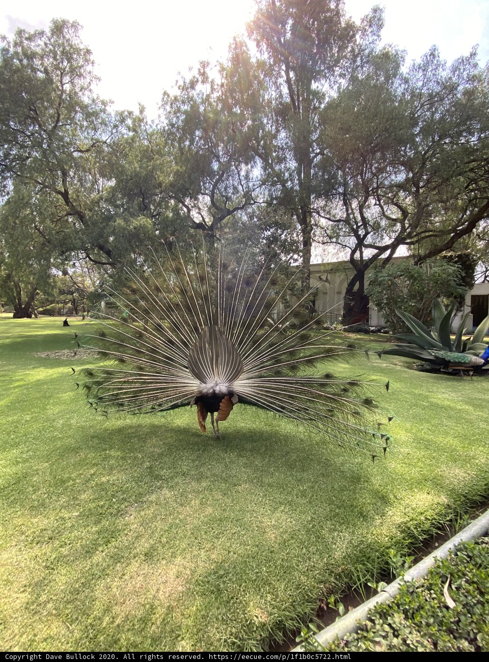 Majestic Peacock in Xochimilco