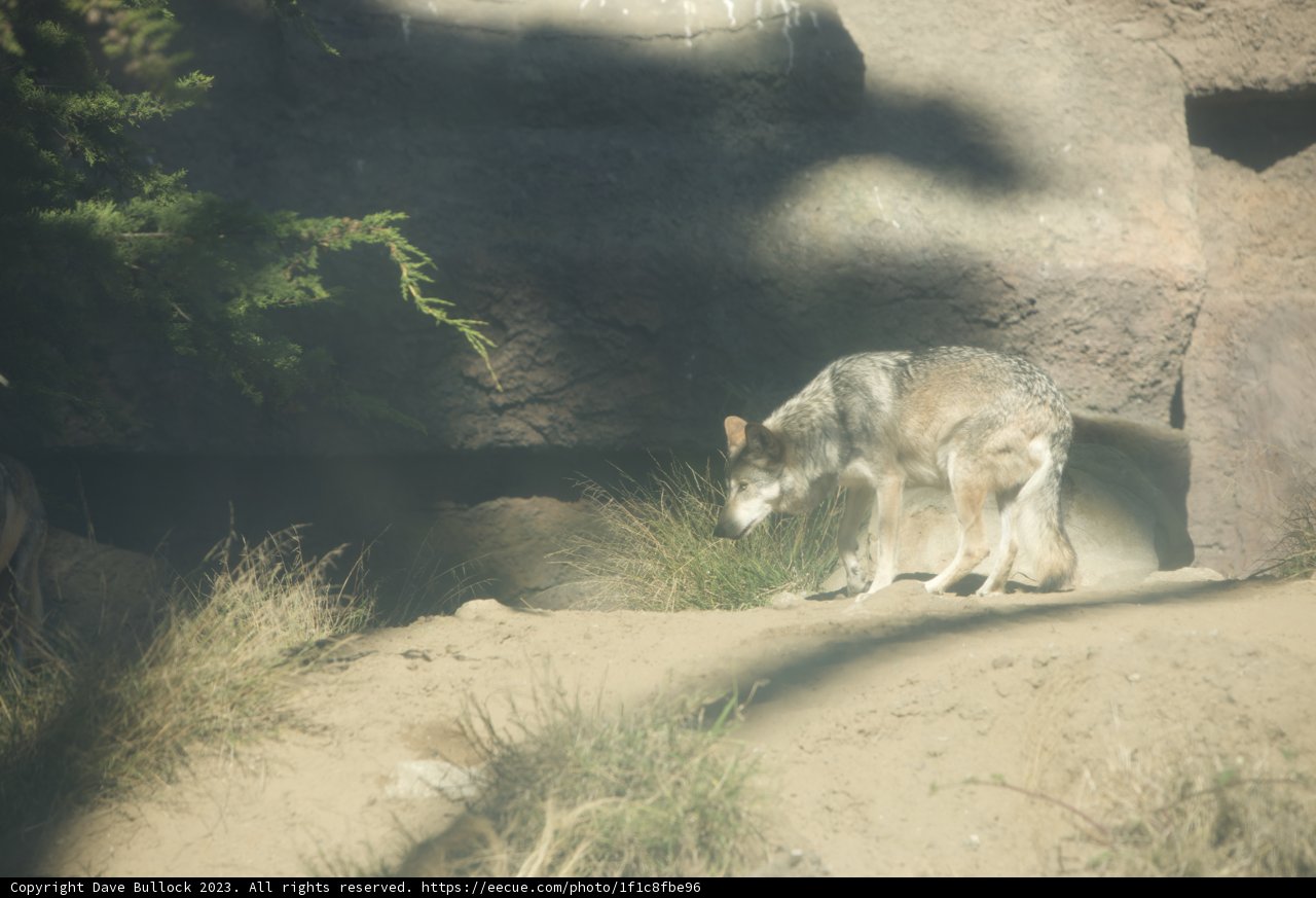 The Wolf of SF Zoo: A Portrait