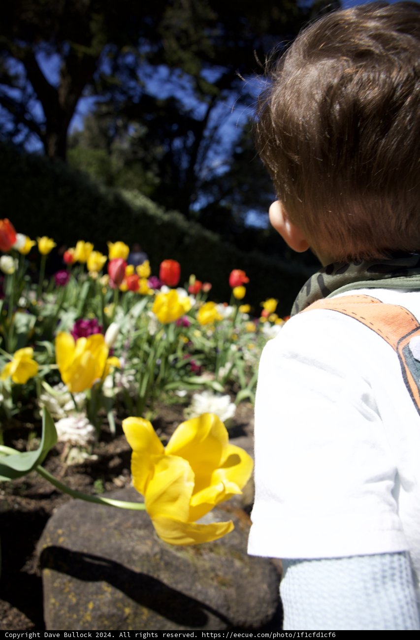 Childhood Fascination at Golden Gate Park