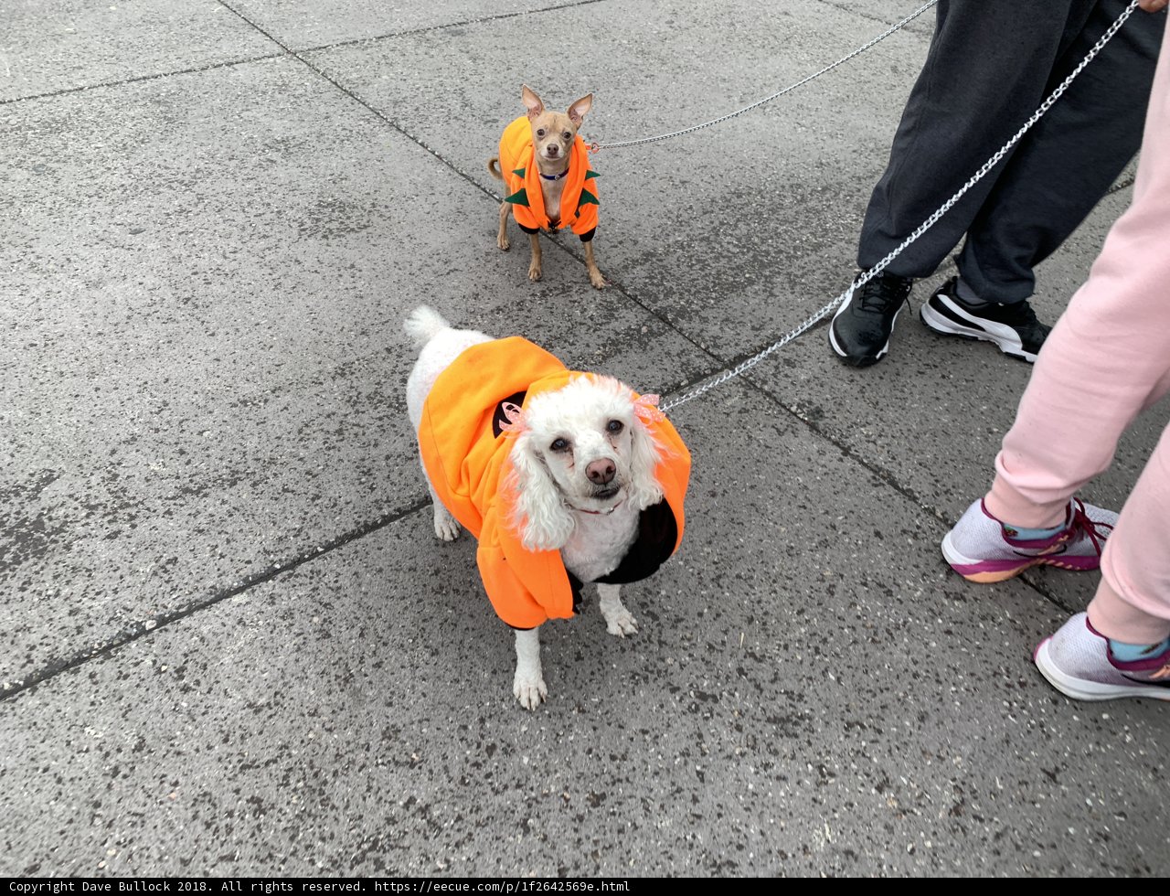 Walking the Dogs in Style