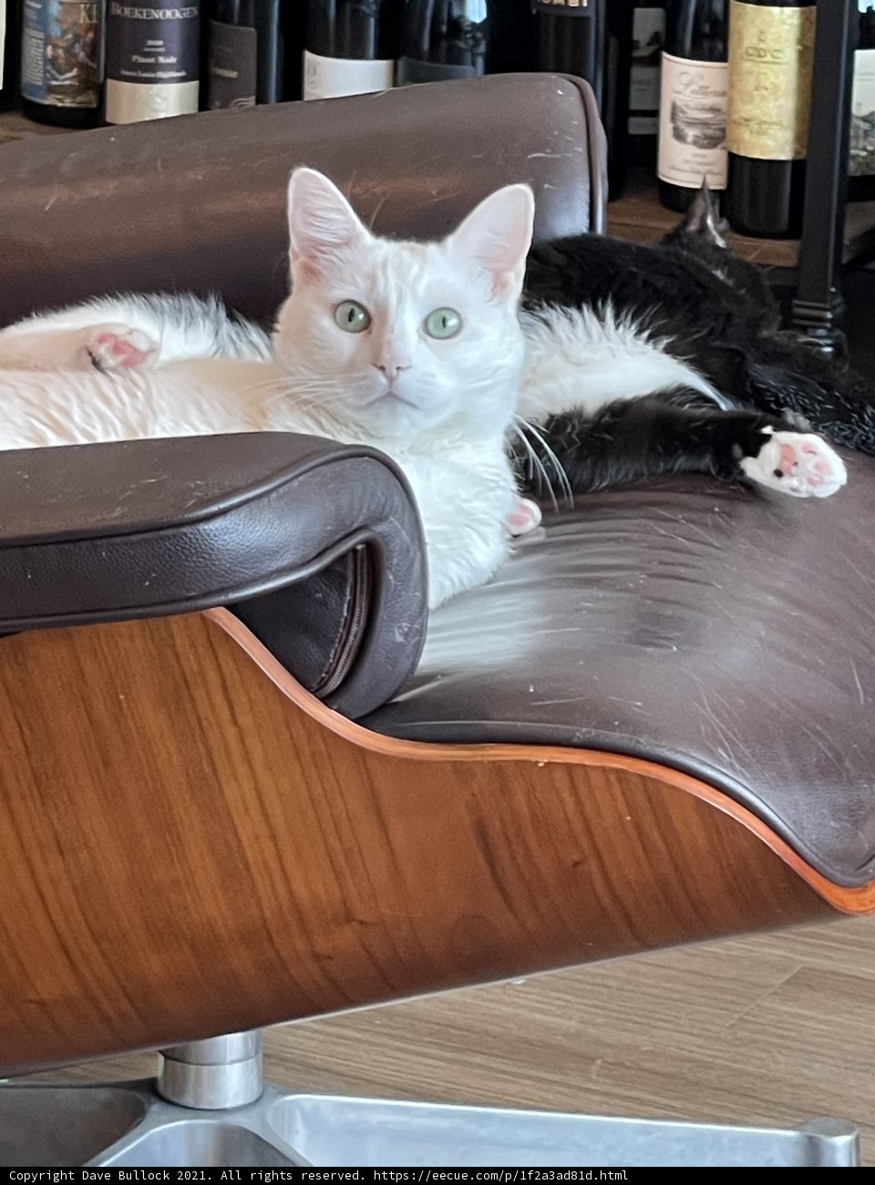 Feline Friends on Leather