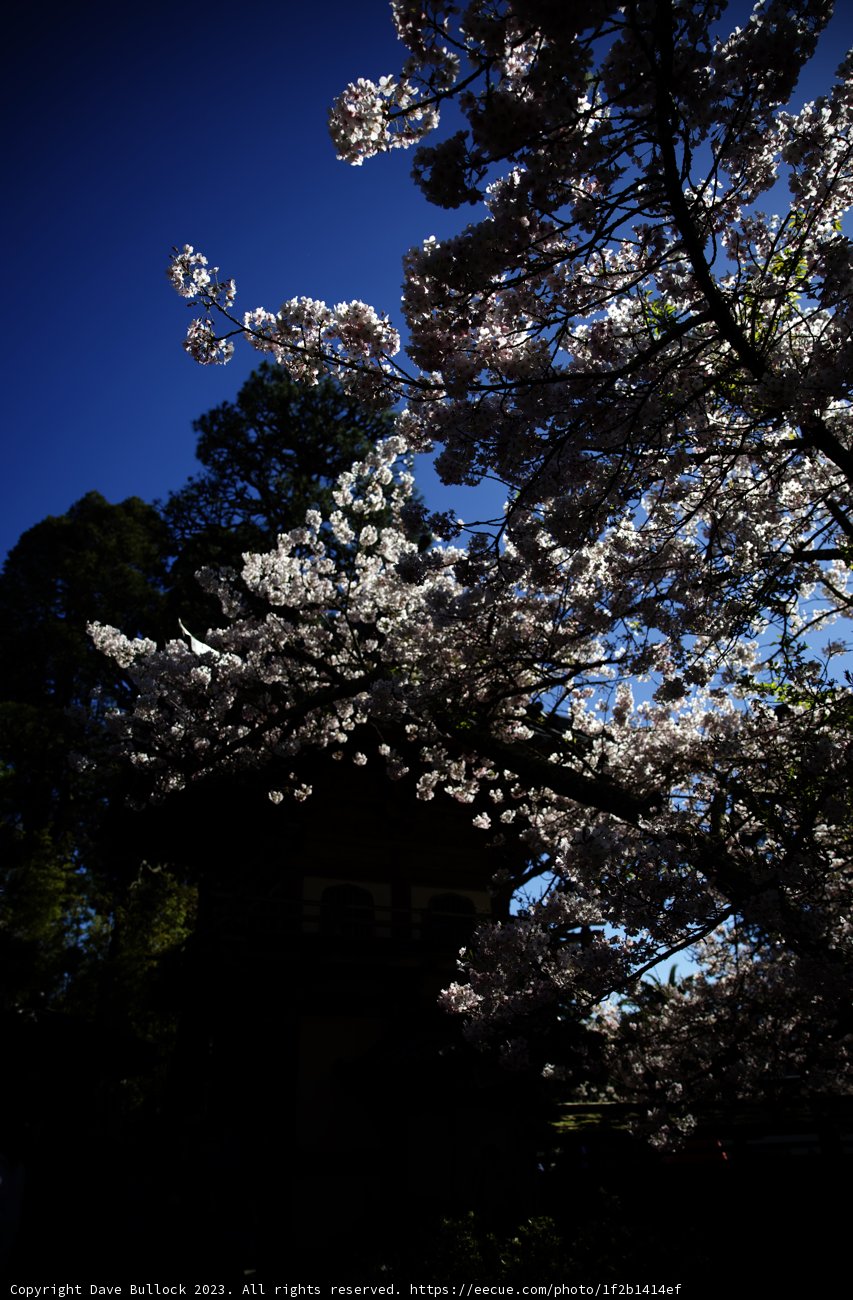 Cherry Blossoms in the Japanese Tea Garden