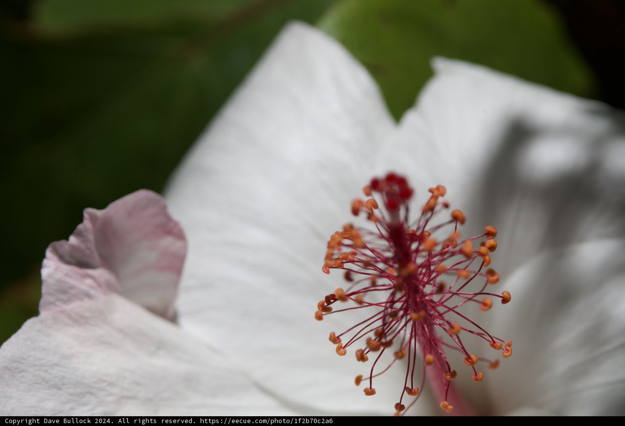 Radiant Bloom at Honolulu Zoo