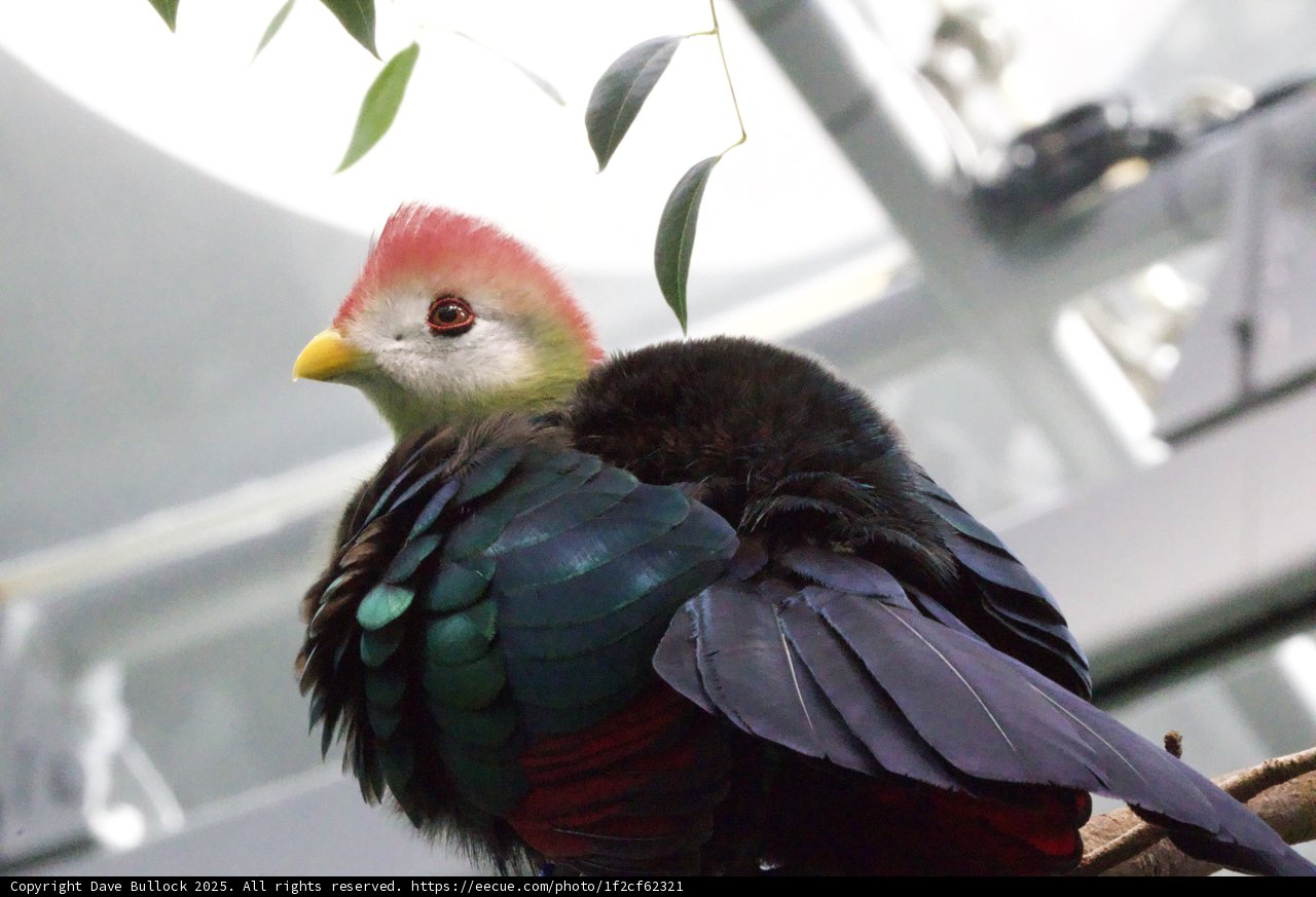 Vibrant Plumage Perch