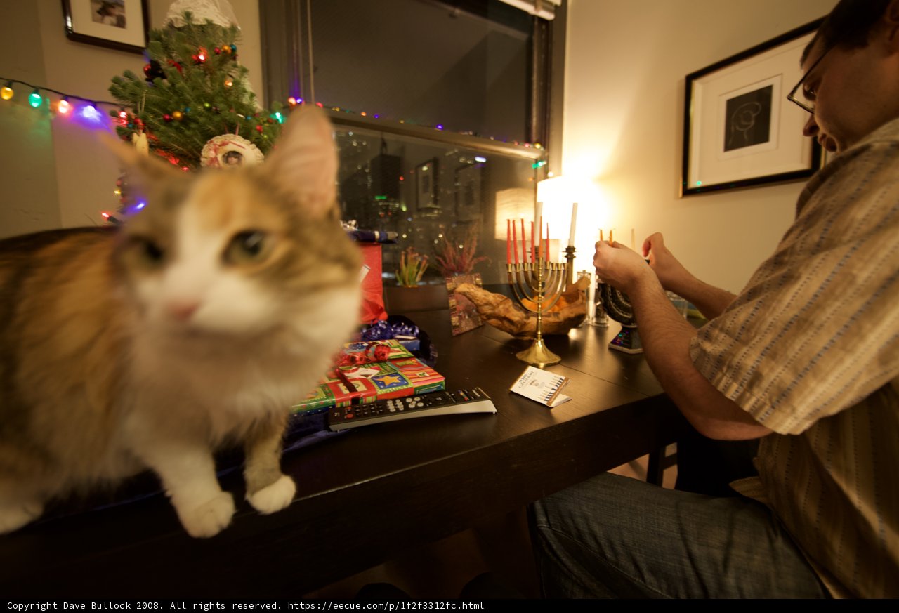 Feline Festivities