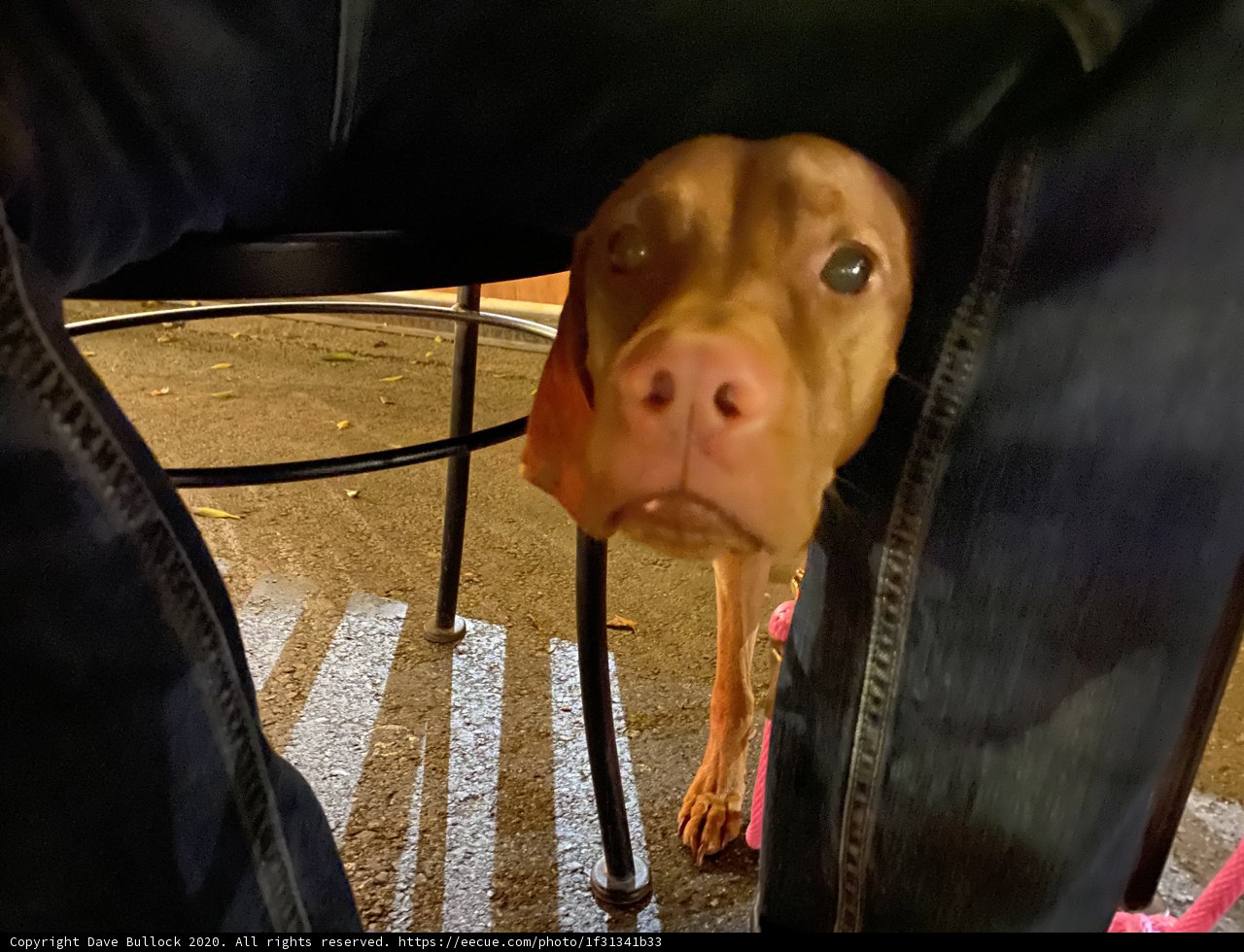 Canine Companion