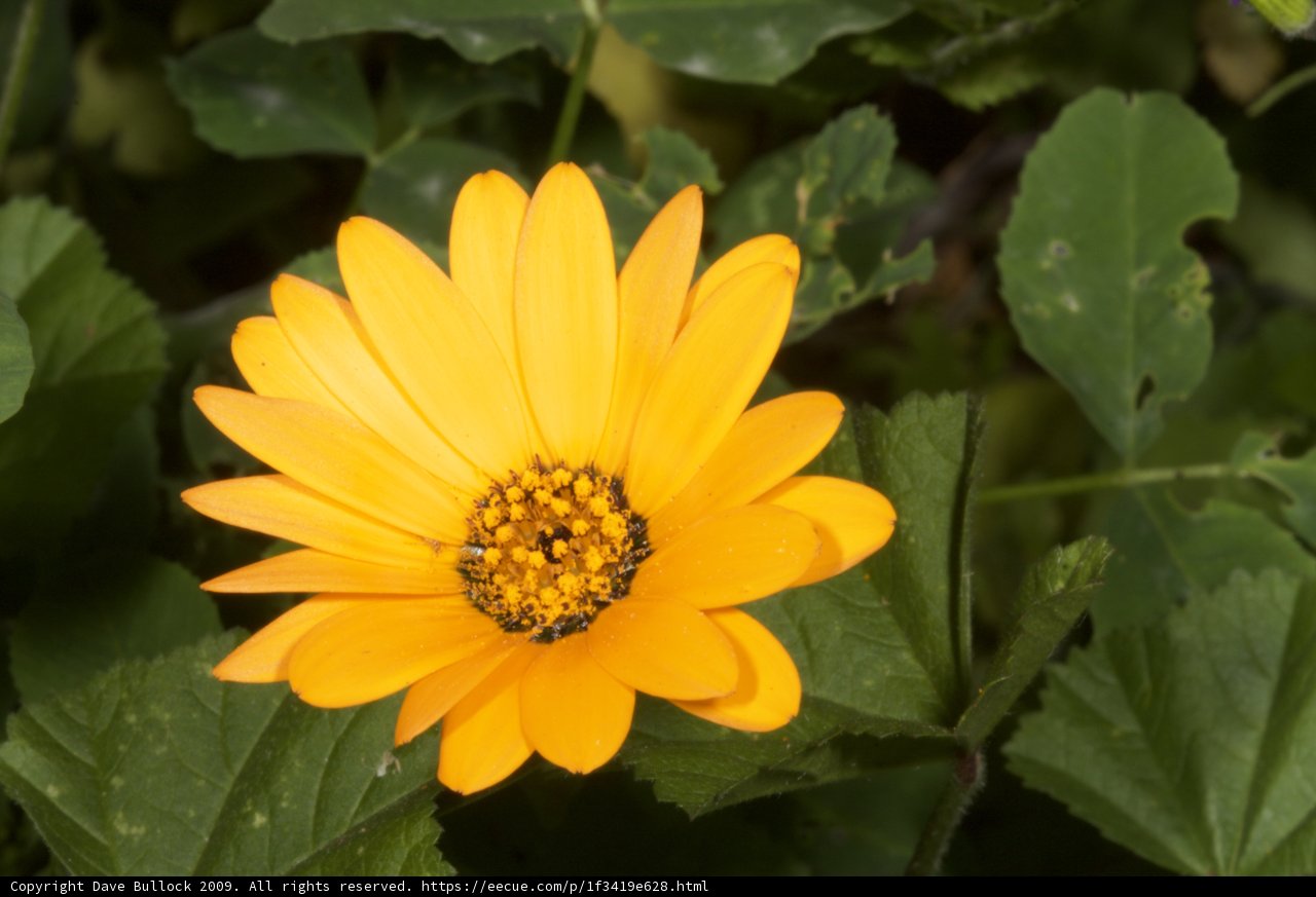 Lone Daisy among Green Foliage