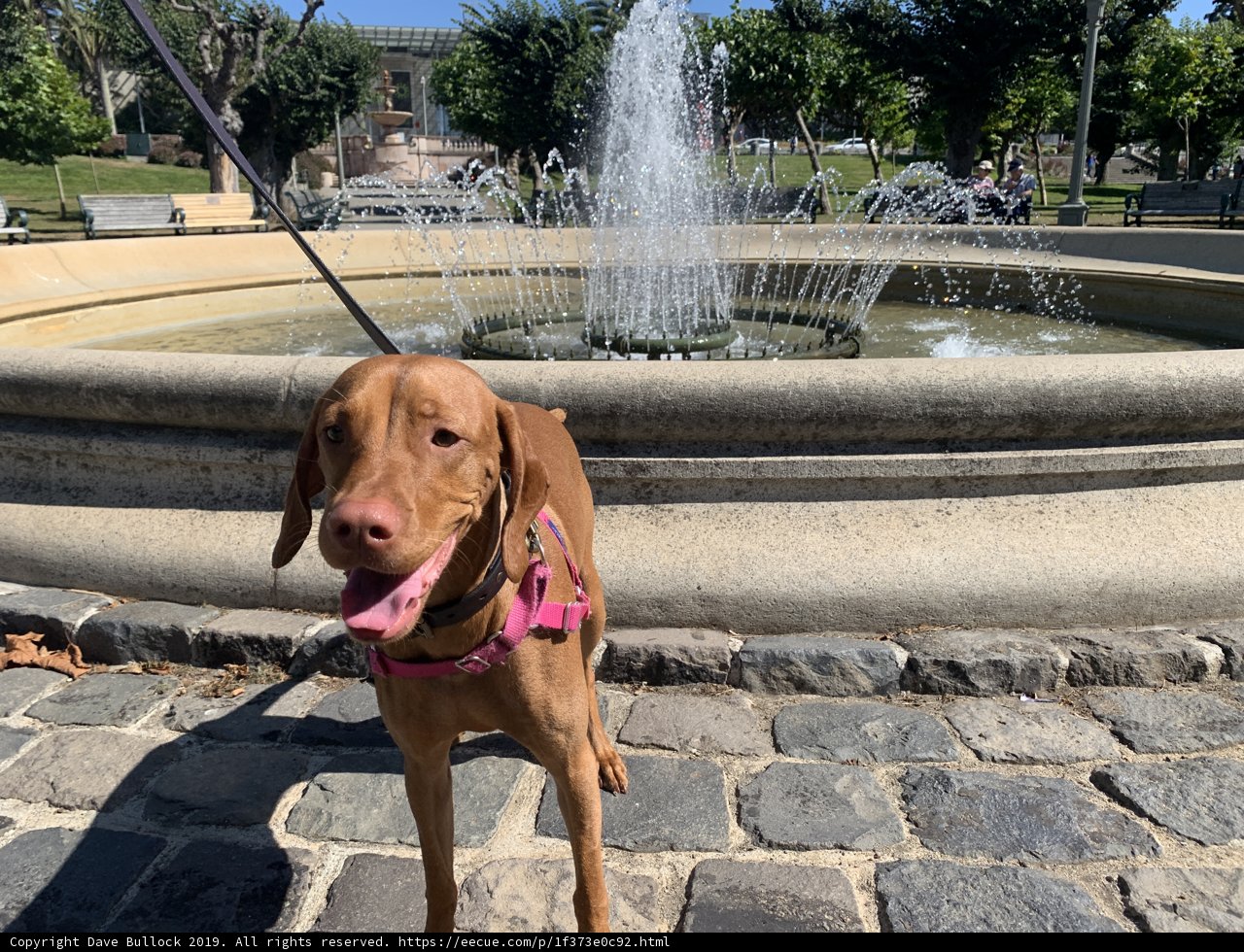 Canine Cool-Off by the Fountain