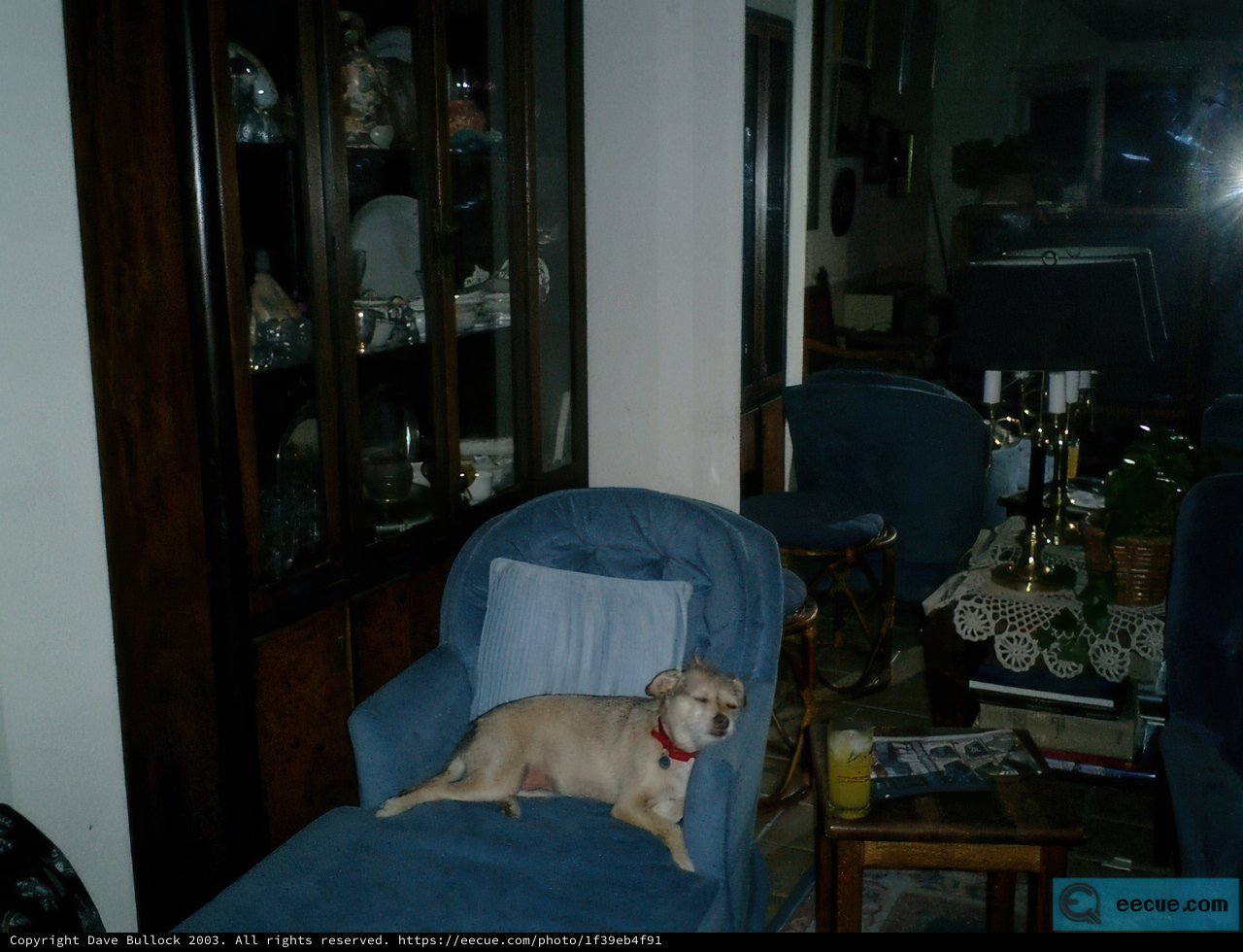 The Pup on the Blue Armchair
