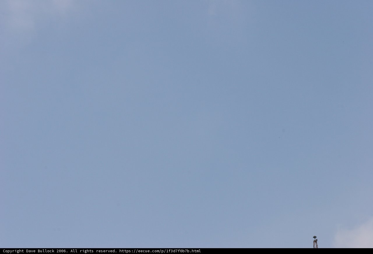 Majestic Bird Flying in Blue Sky