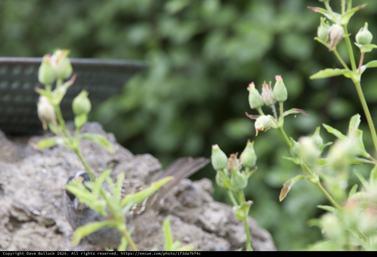 Delicate Buds on Weathered Wood in Garden