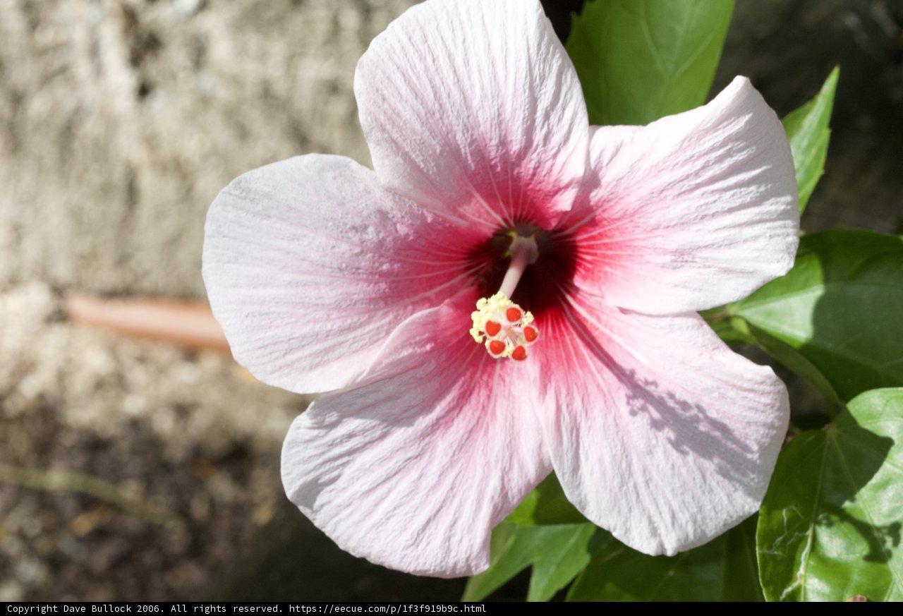 Beautiful Pink Hibiscus Flower