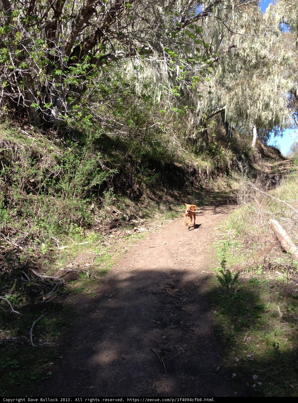 Canine Walk in the Wilderness