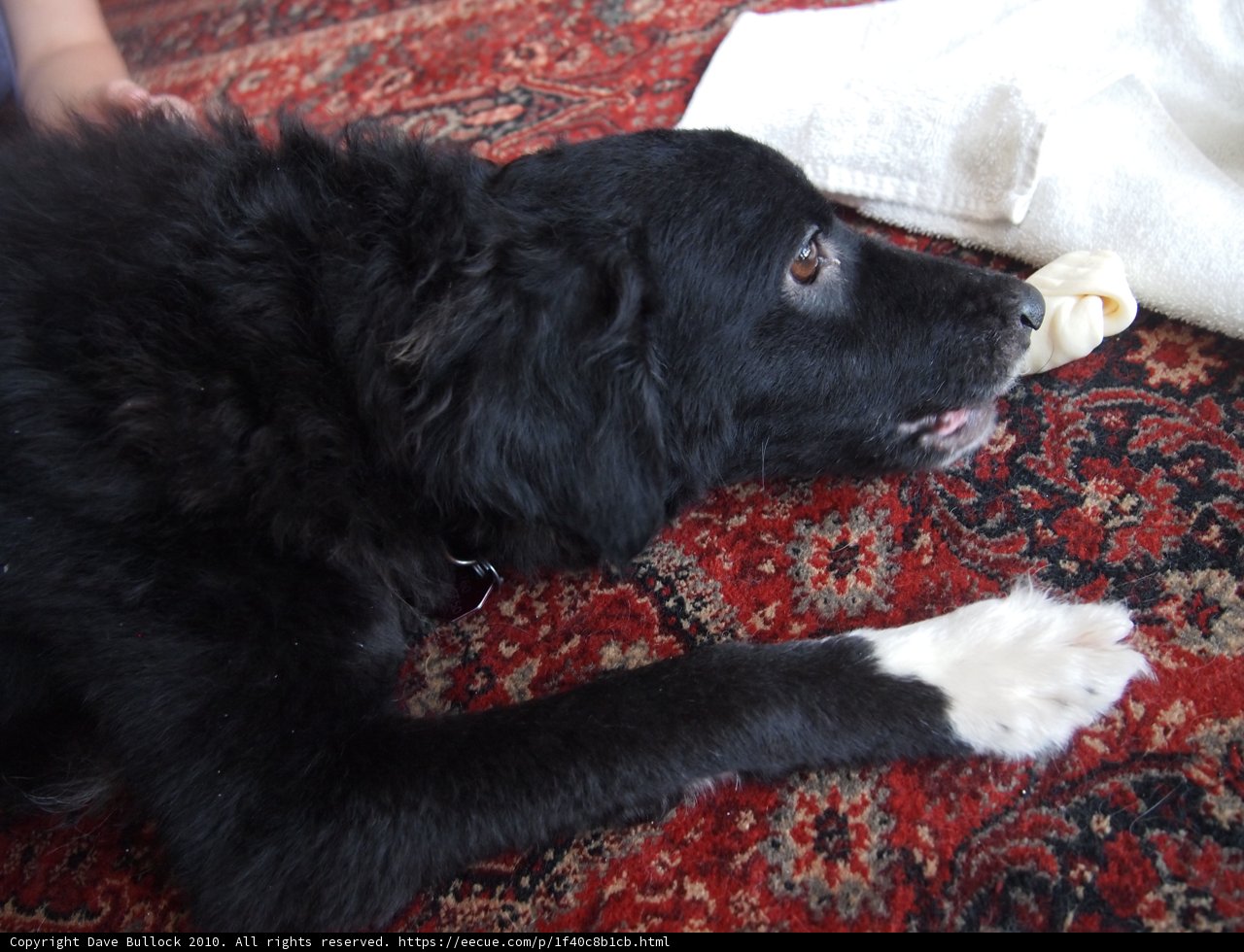 A Pupper's Private Time