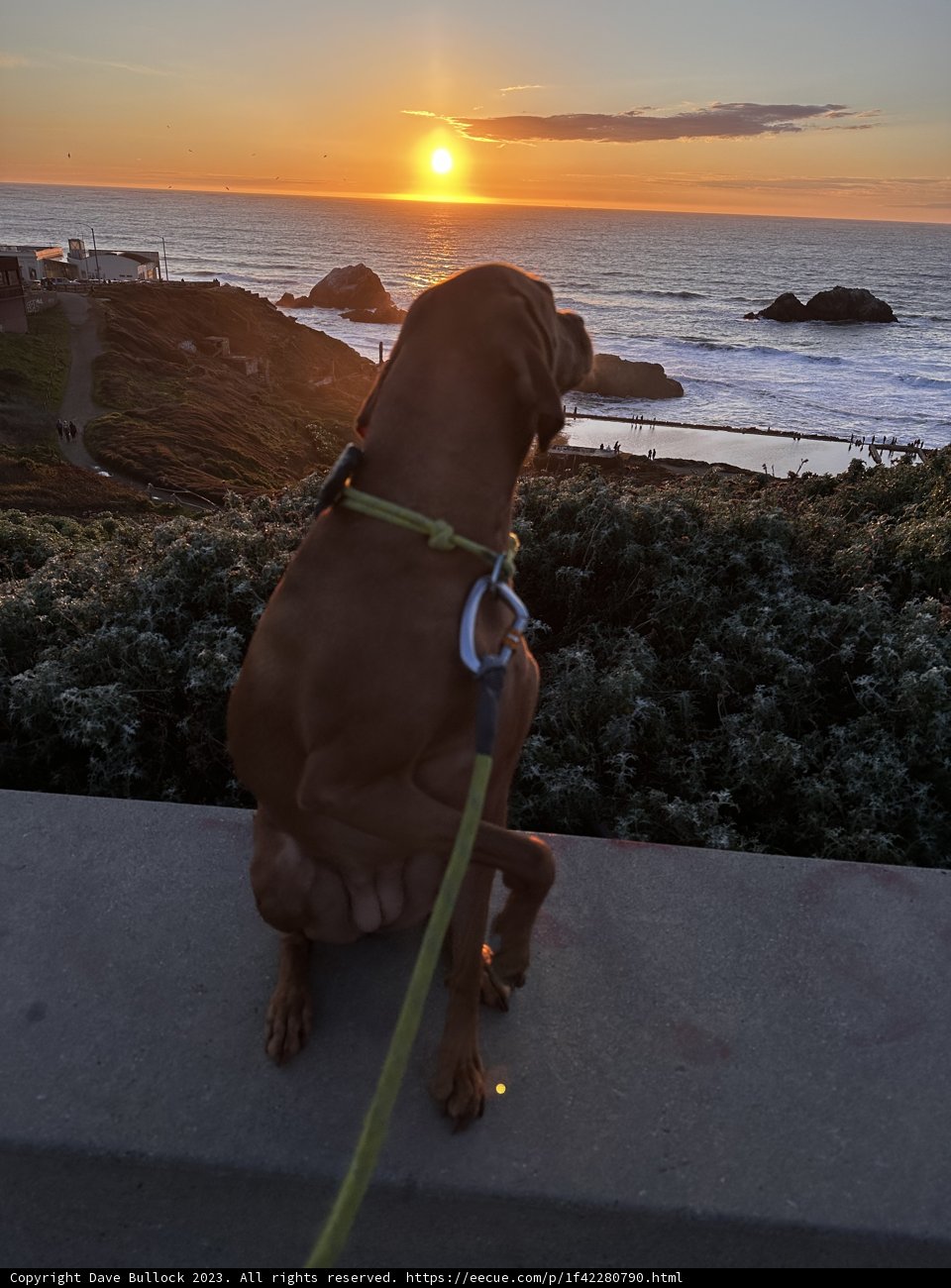 Loyal Canine at the Coast