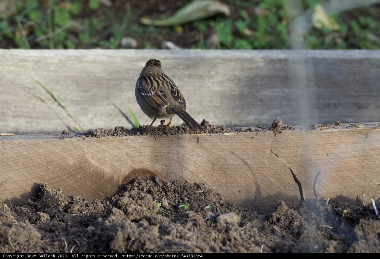 Sparrow Serenade at Fort Mason