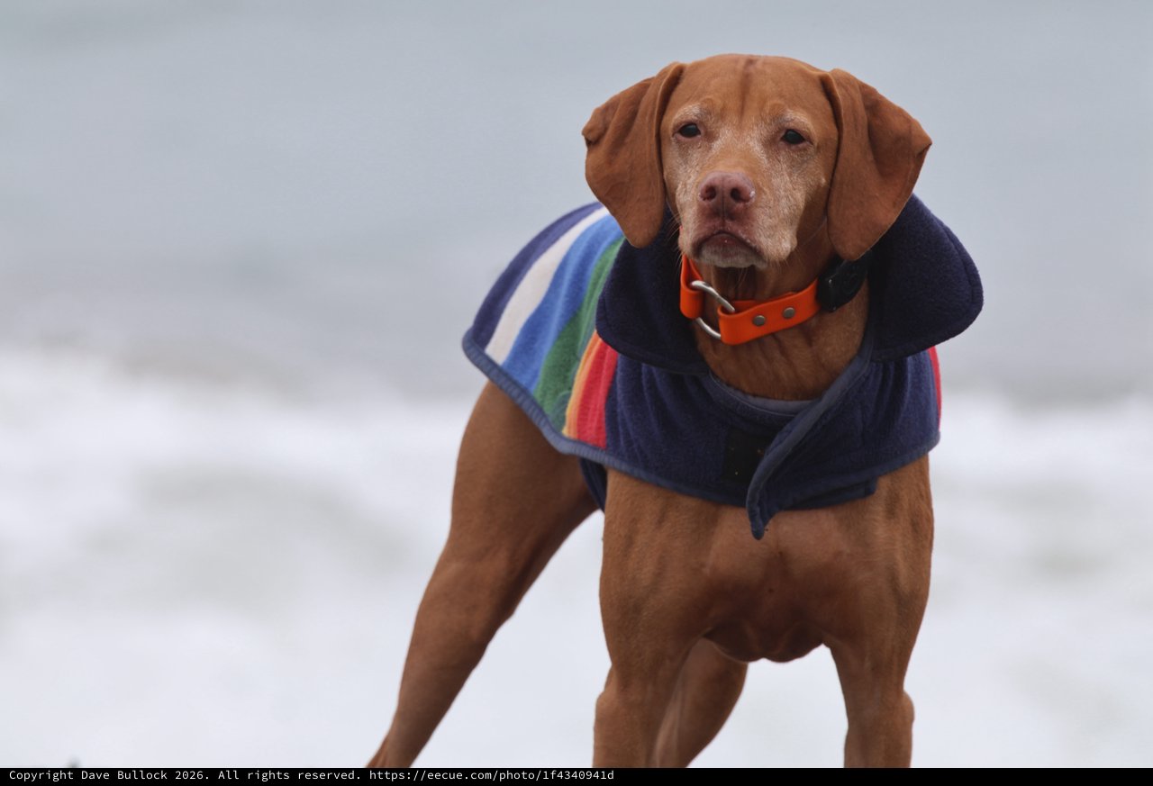 Stoic Vizsla in Rainbow Coat Braves the Beach