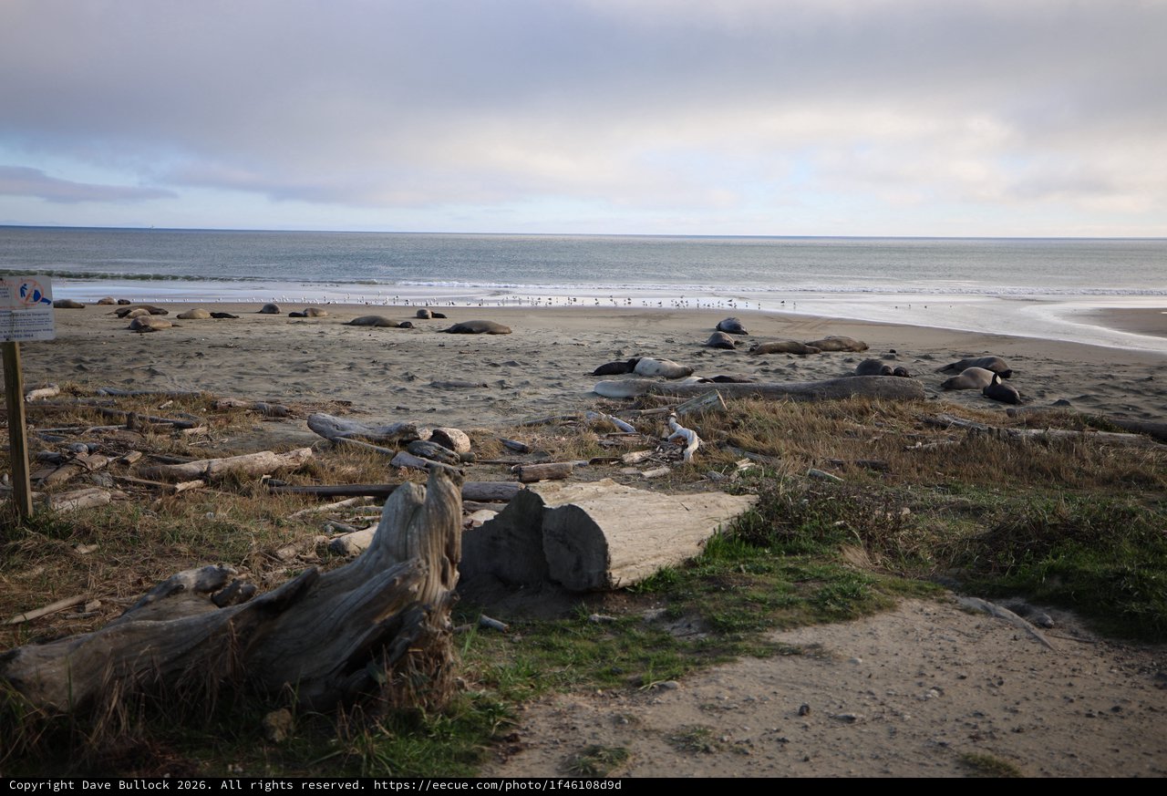 Elephant Seals Resting at Drakes Beach at Dusk