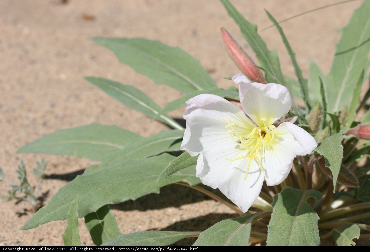The Delicate Blooms of the Coastal Sands