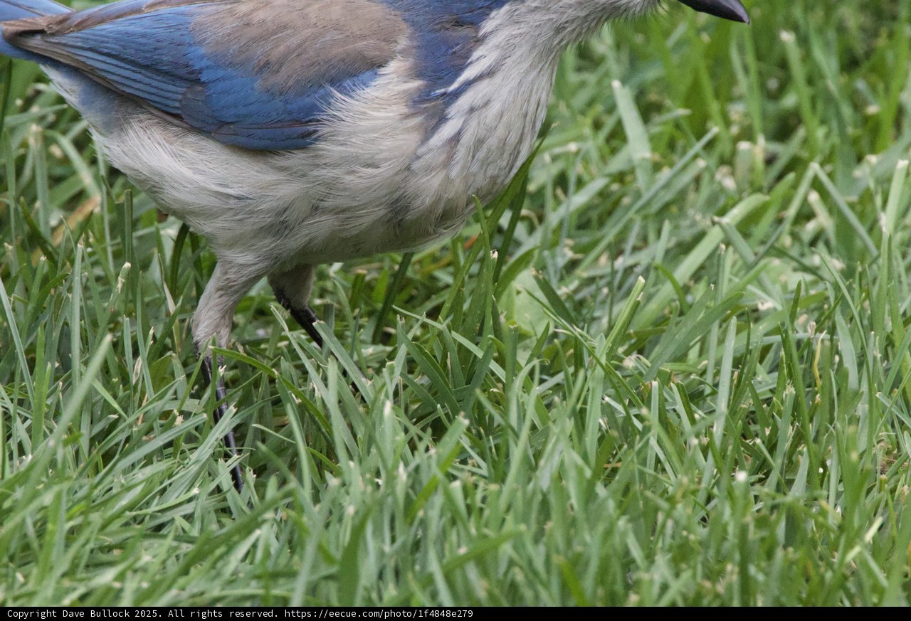 Feathered Wanderer