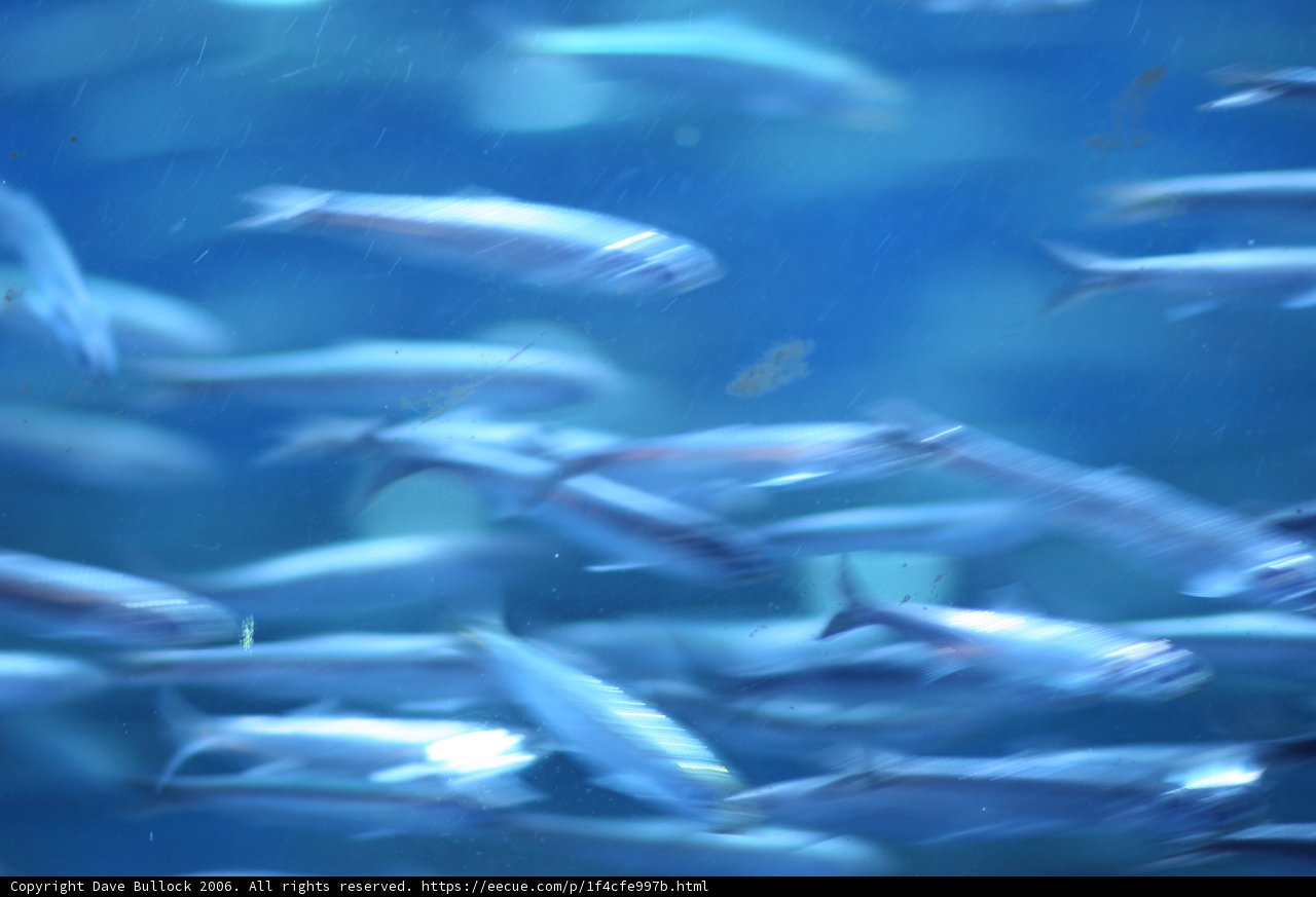 A School of Aquatic Life
