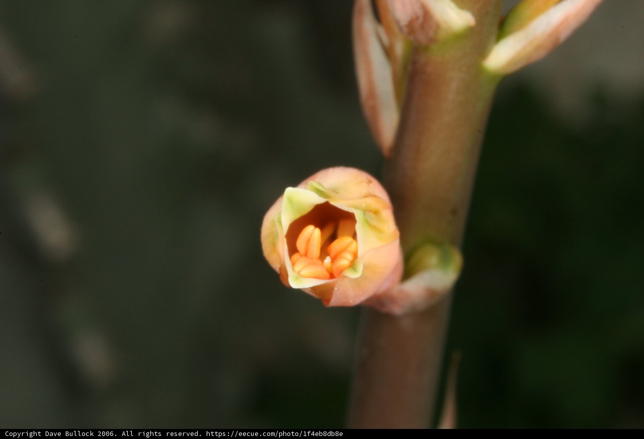 Budding Beauty