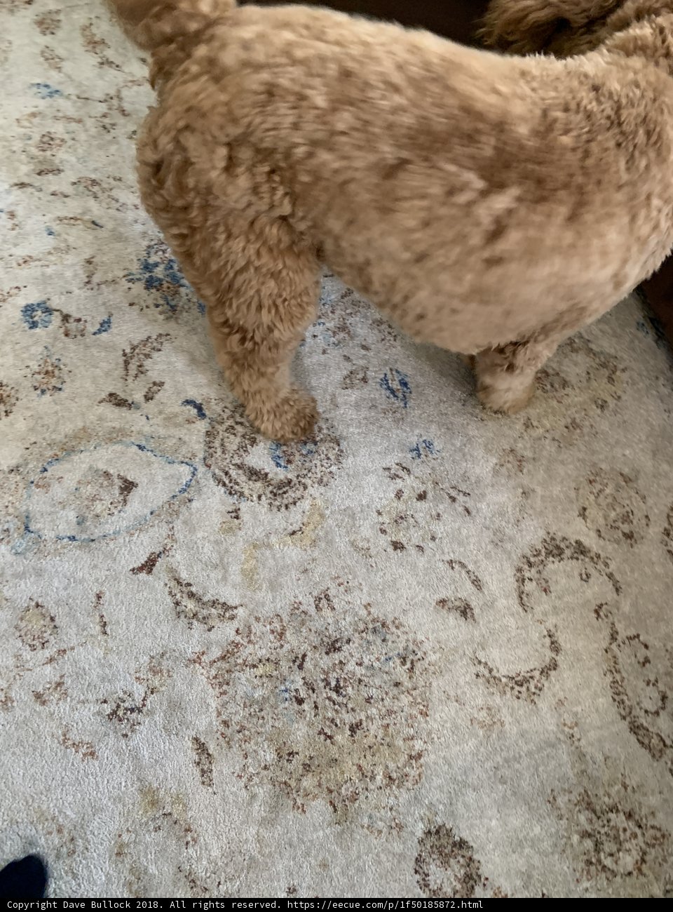 Poodle Puppy on a Cozy Rug