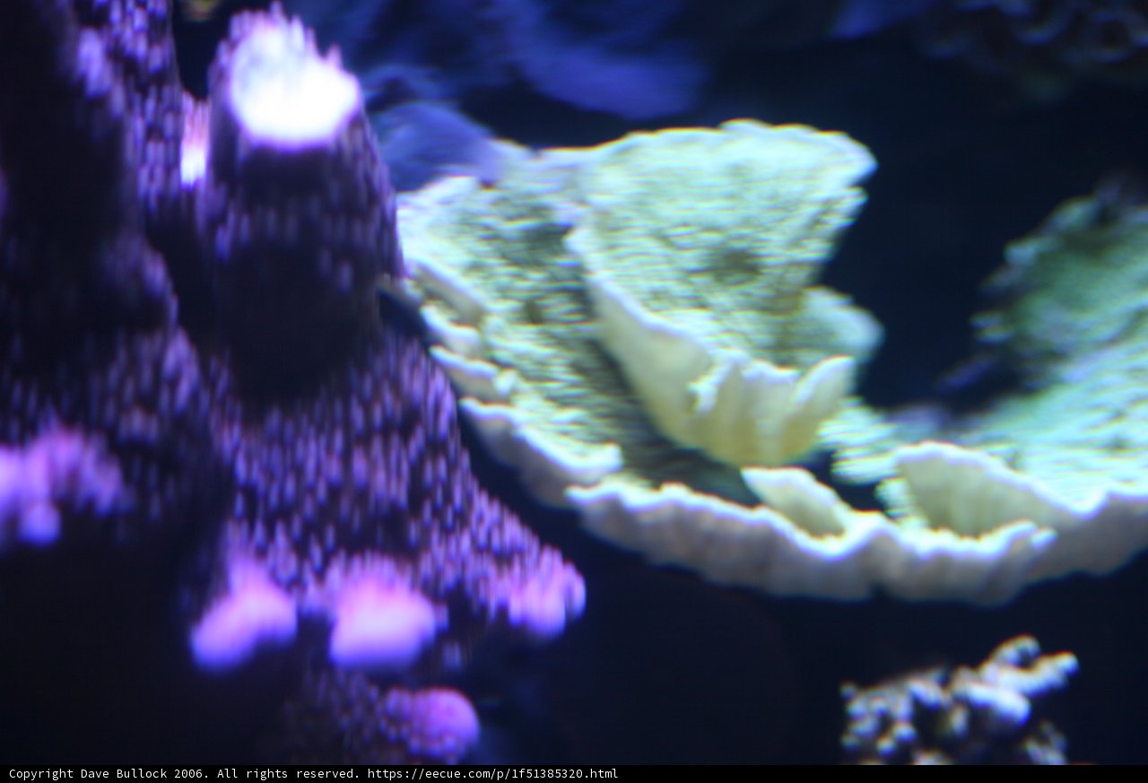 Vibrant Coral in the Reef