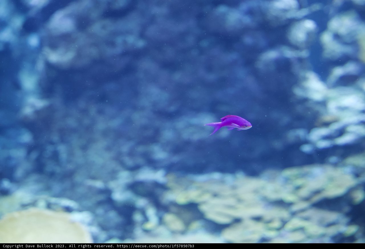 Enchanted Voyage: The Amethyst Aquatic Adventure