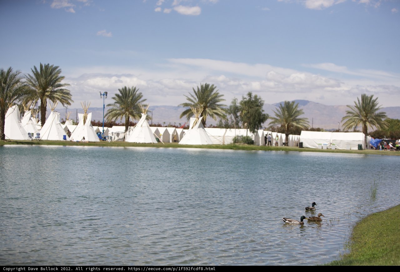 Ducks Enjoying a Serene Pond