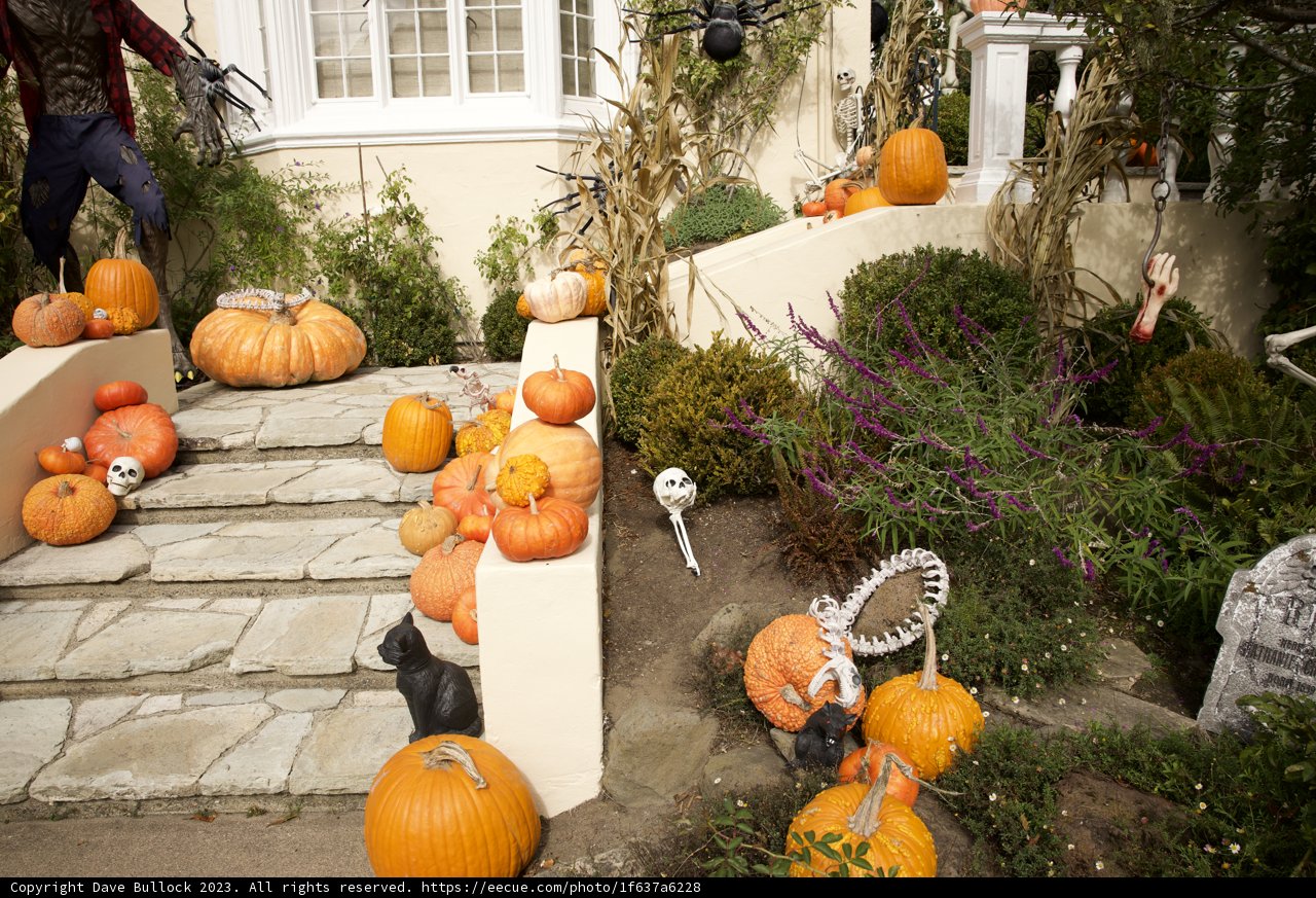 A Spooky Spectacle in San Francisco