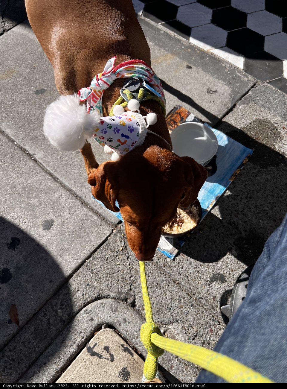 Stylish Pooch on the San Francisco Sidewalk