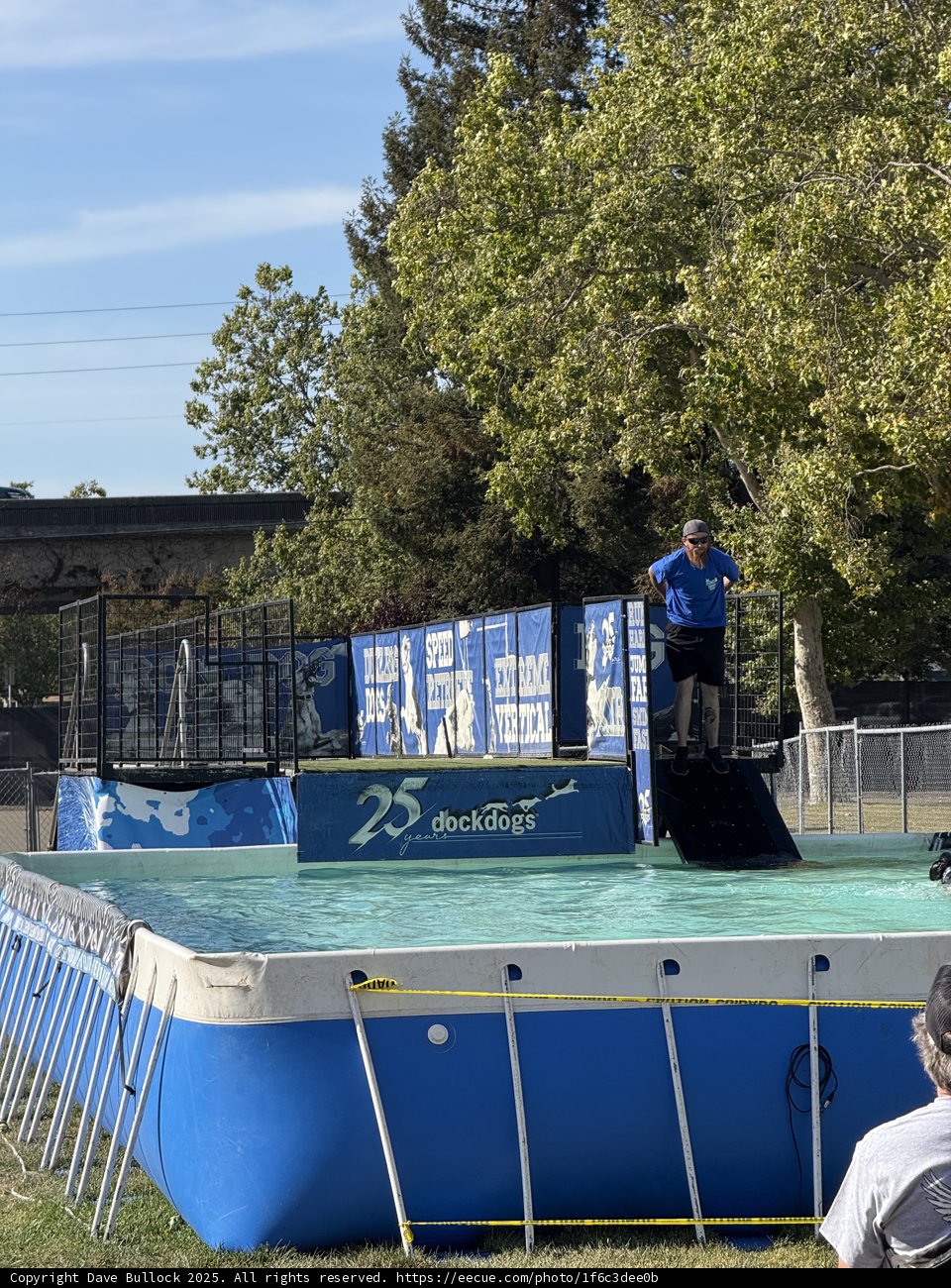 Dock Diving Delight