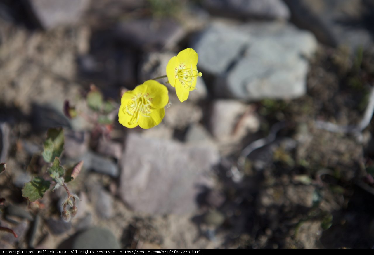 Desert Geranium