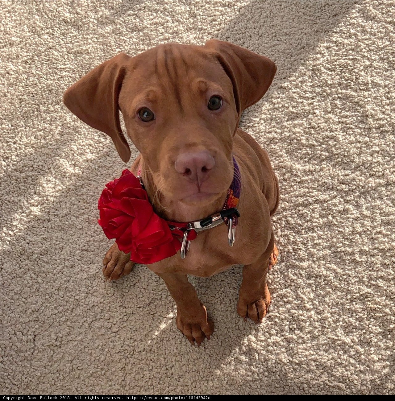 Brown Vizsla with Red Flower Necklace