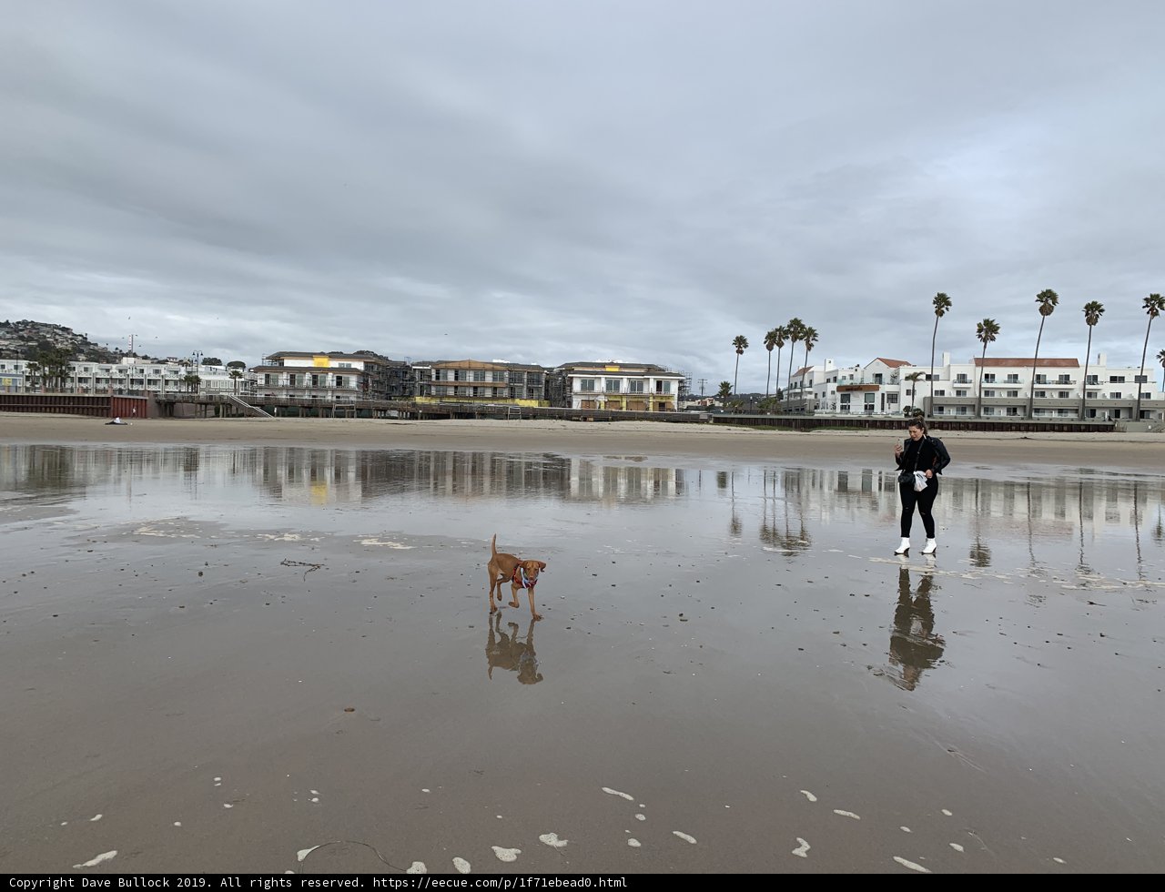 Coastal Stroll with a Furry Companion