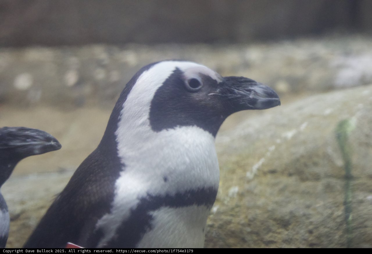 Penguin Pairing