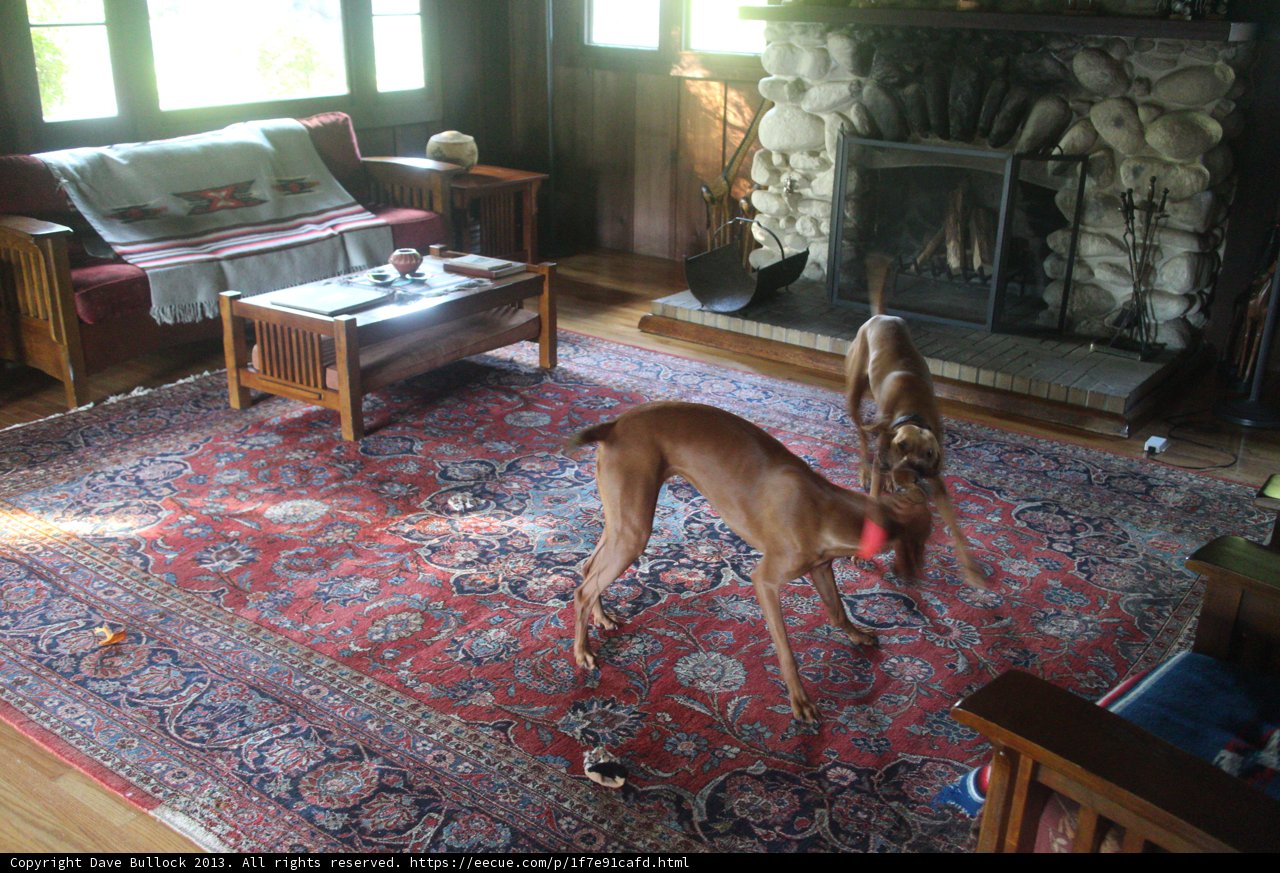 Playful Pups
