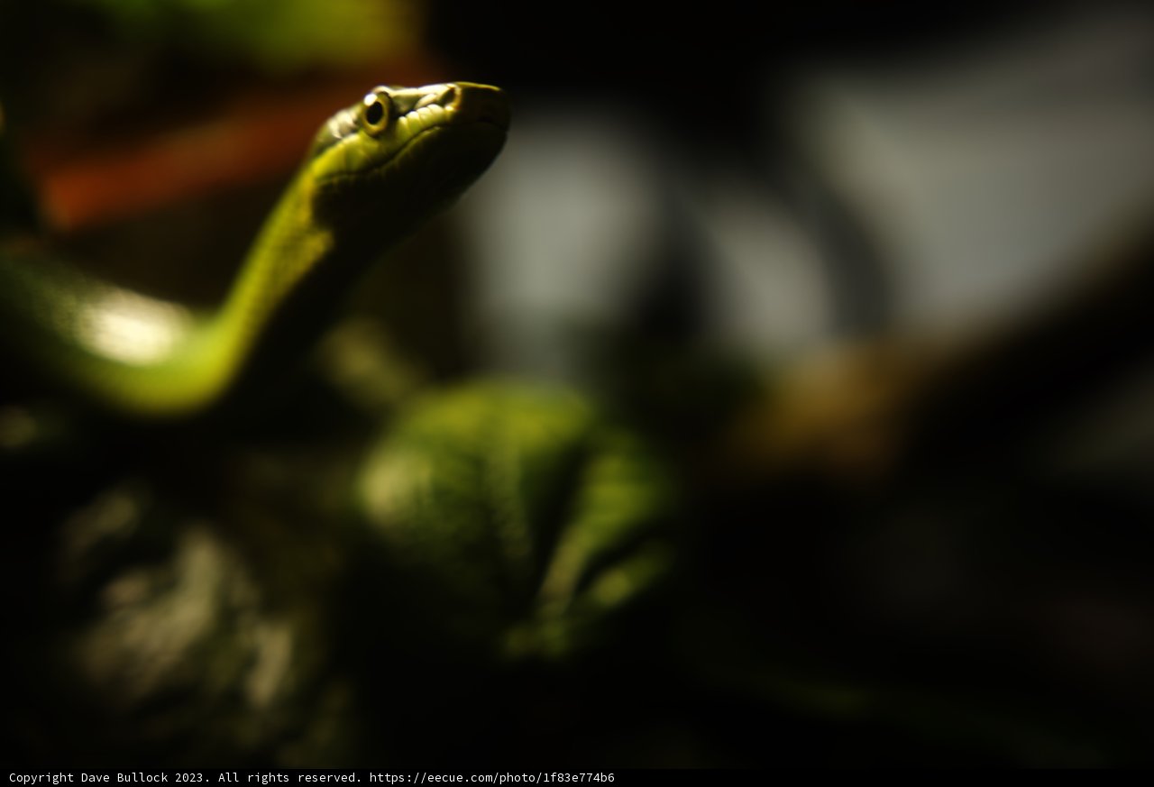 Slithering Serenity at California Academy of Sciences