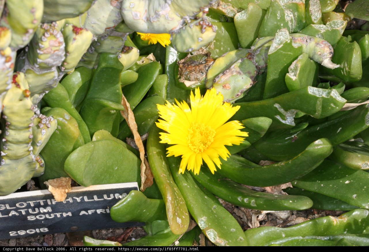 Sunny Bloom in a Prickly Plant