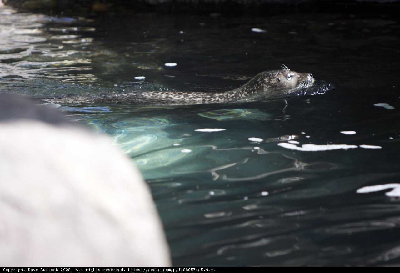 Playful Seal in the Water