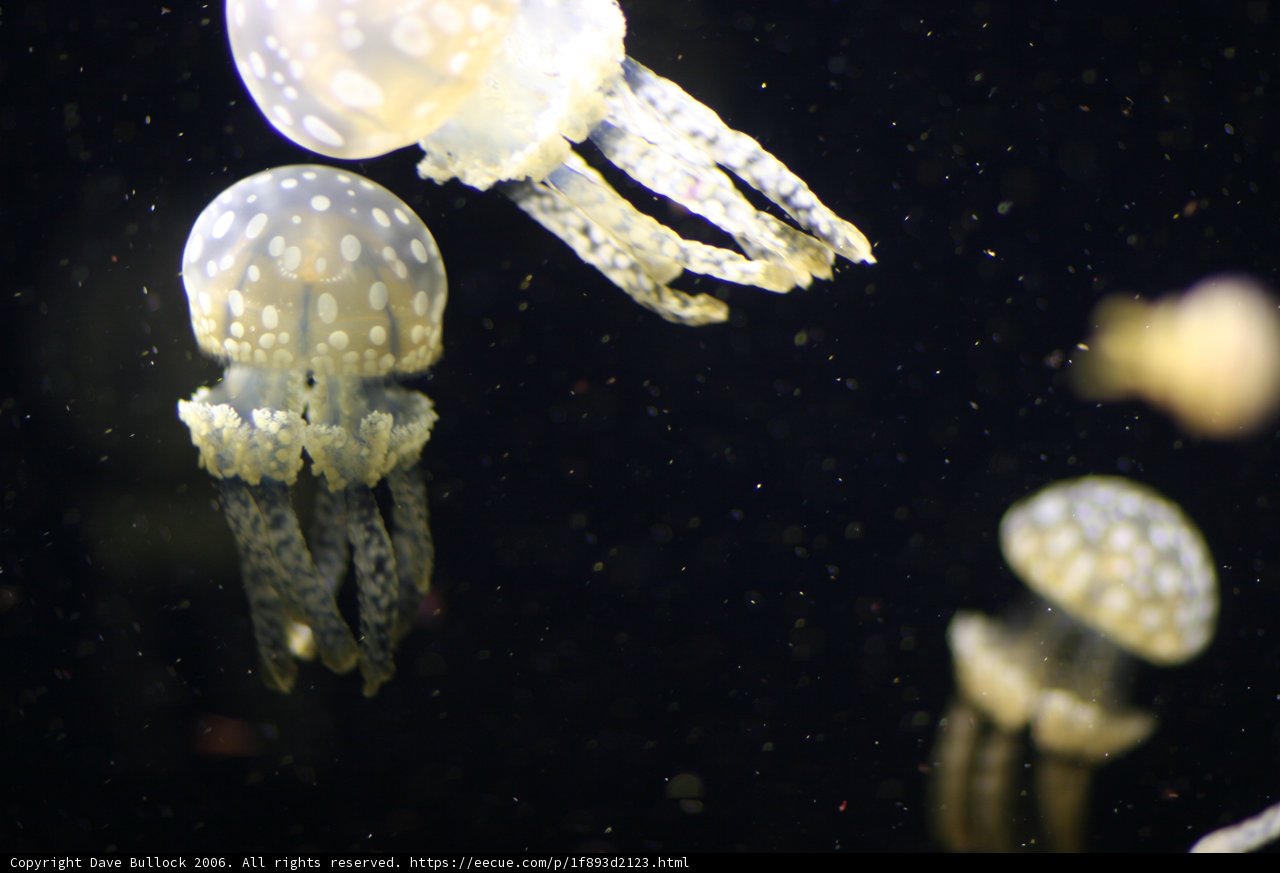 Majestic Sea Life Encounter