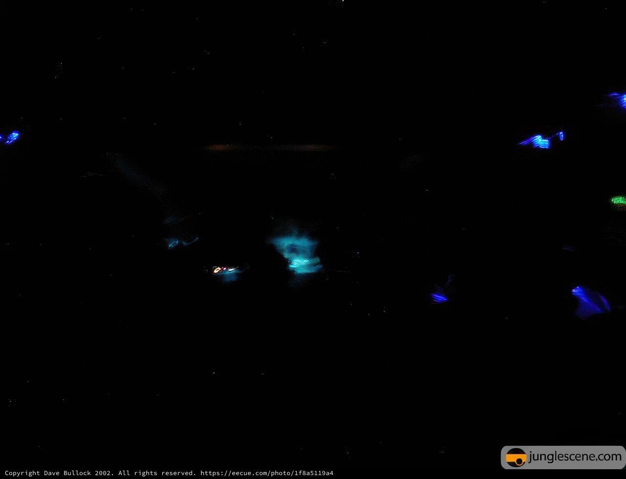Blue Hues in the Night Club