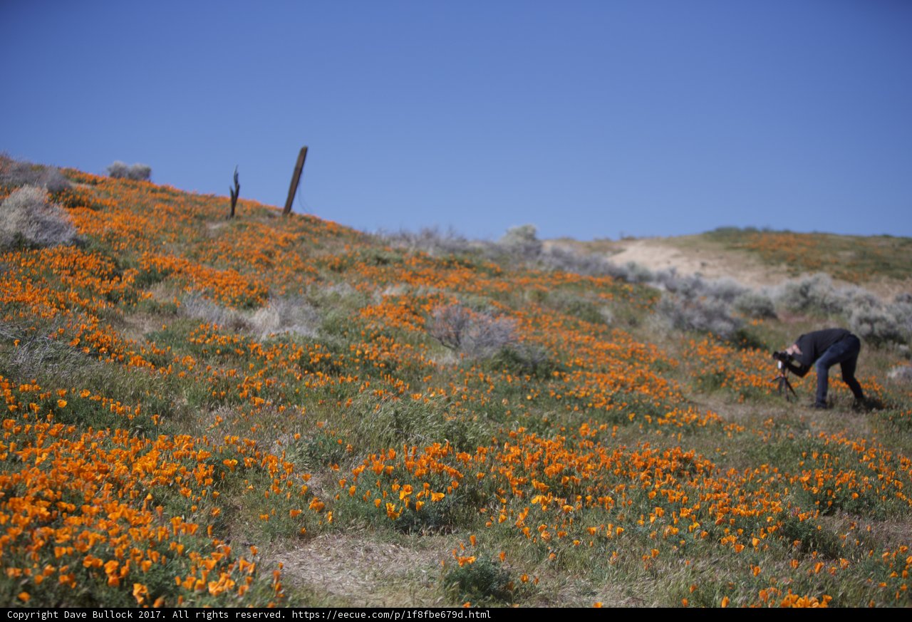 Walk in the Orange Meadow