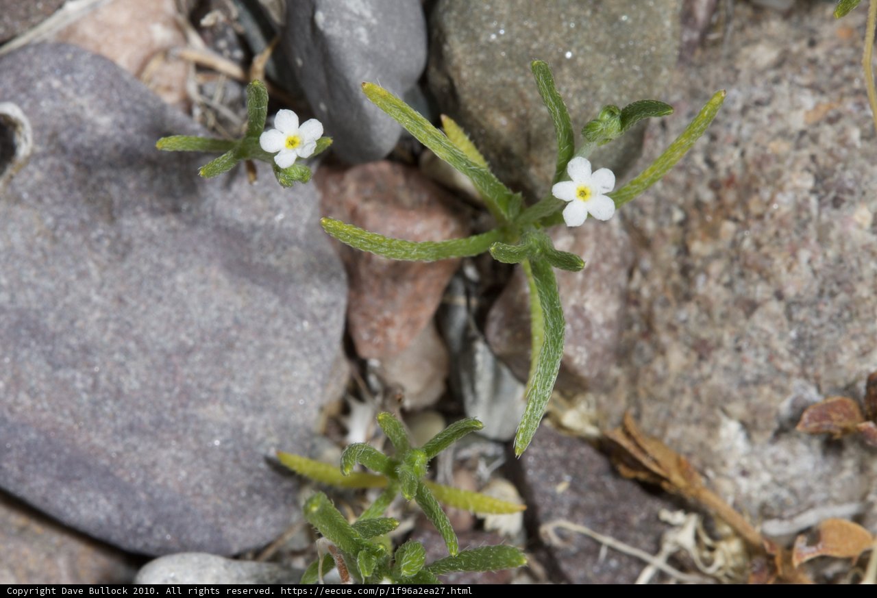 Delicate Bloom Amidst Tumbled Rocks