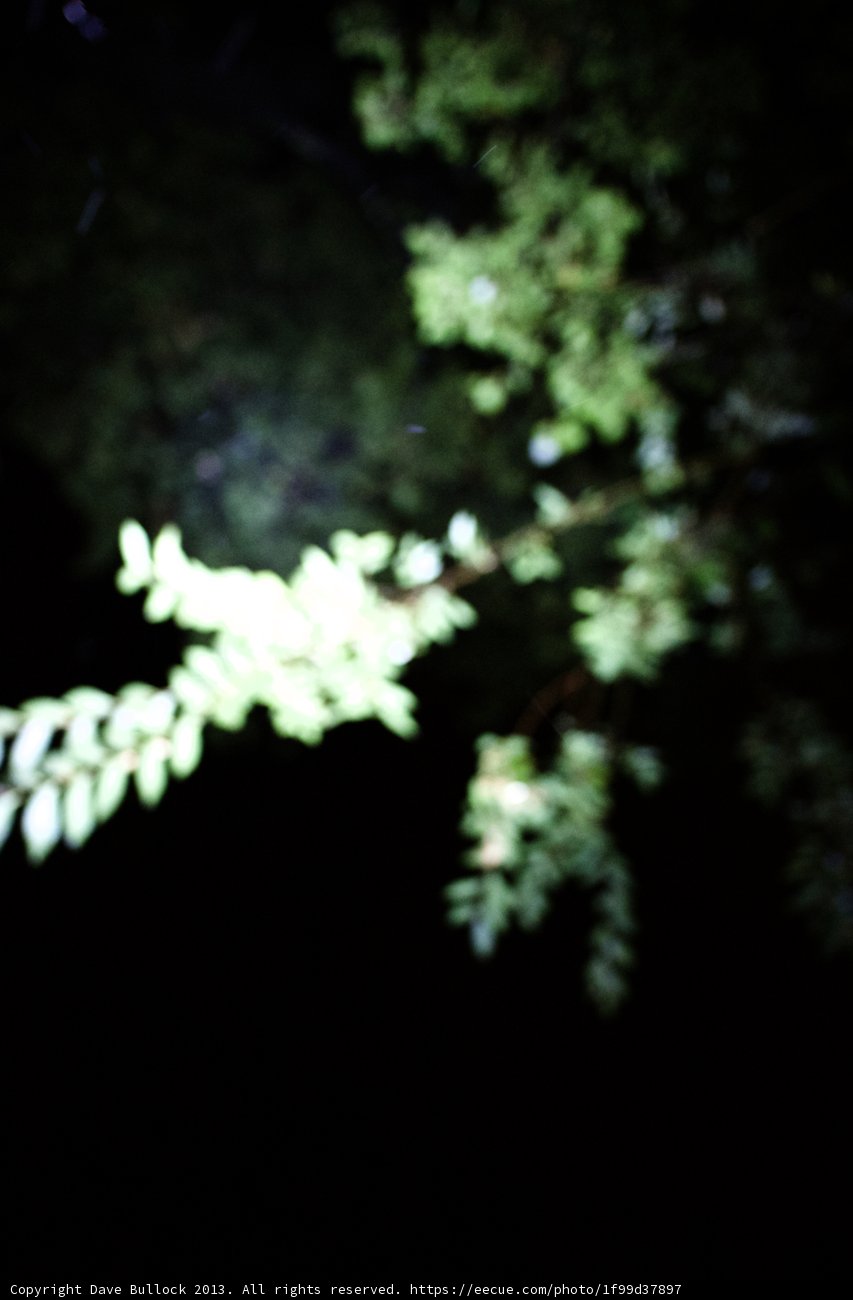 Illuminating Nature's Beauty