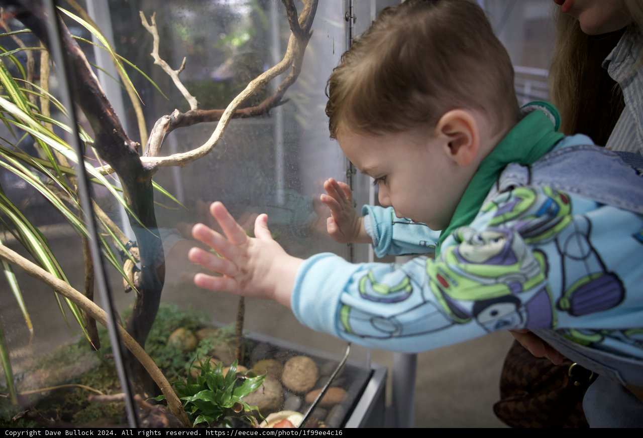 Fascination in the Rainforest - A young explorer at the California Academy of Sciences