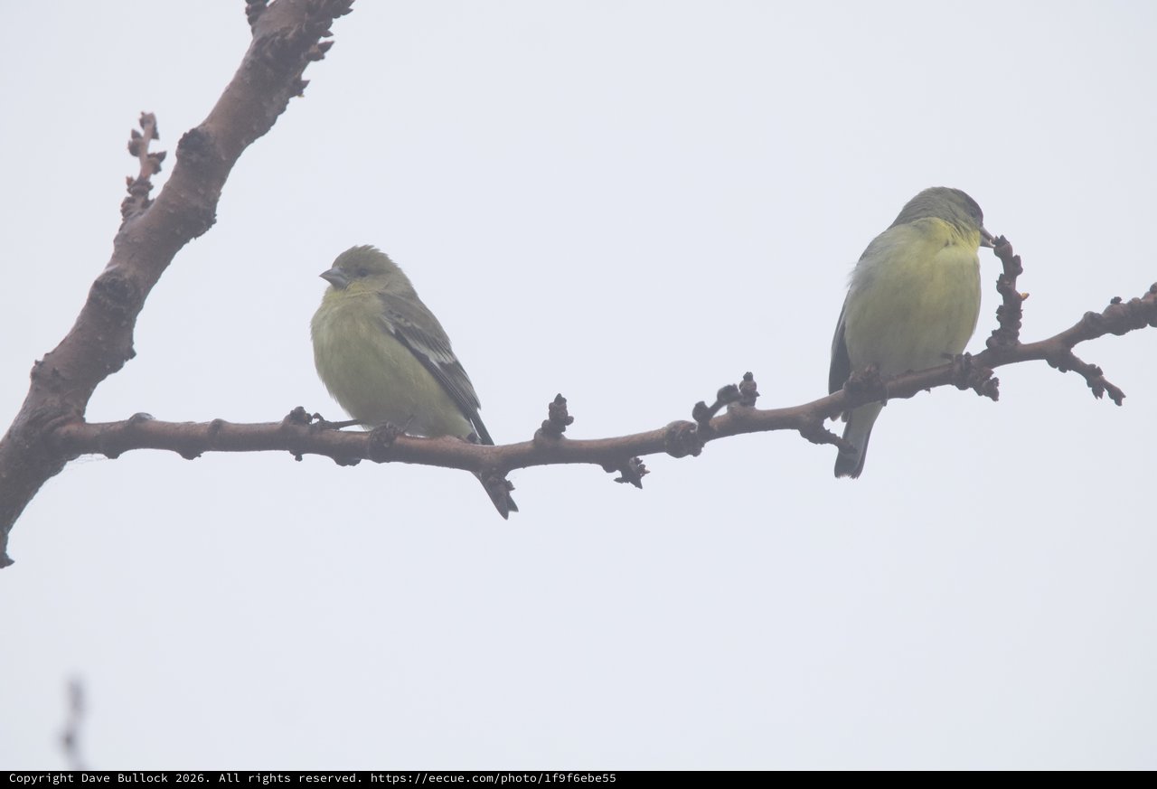 American Goldfinches Perched on Winter Branch